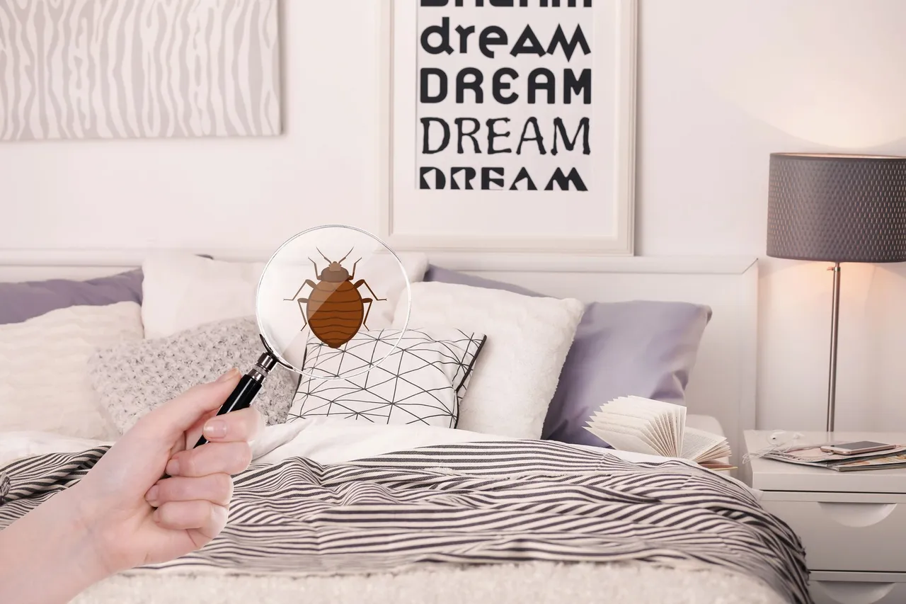 A person is holding a magnifying glass over a bed bug.