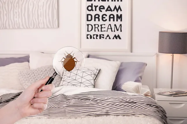 A person is holding a magnifying glass over a bed bug.