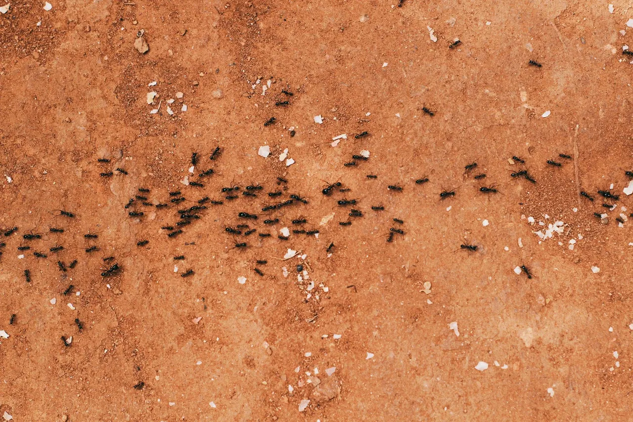 signs of infestations, treatment options, and prevention tips in New Hampshire