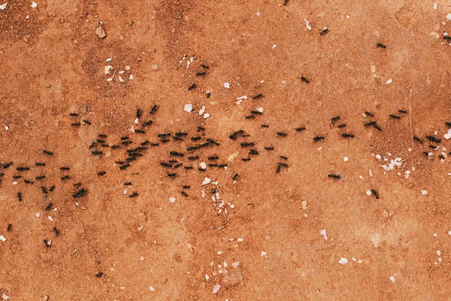 signs of infestations, treatment options, and prevention tips in New Hampshire