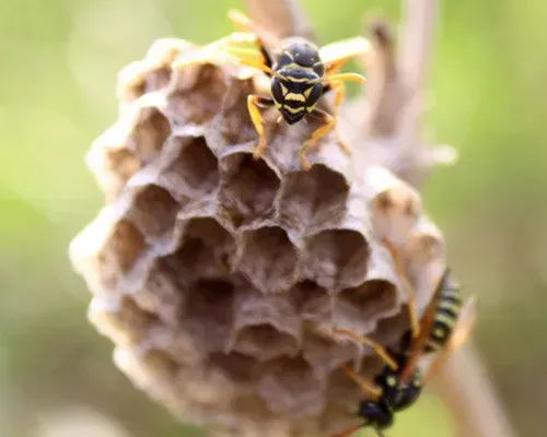 Wasp
