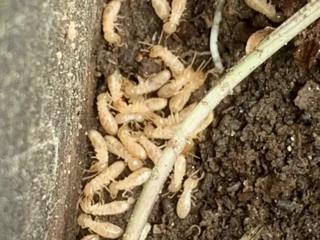 Termite