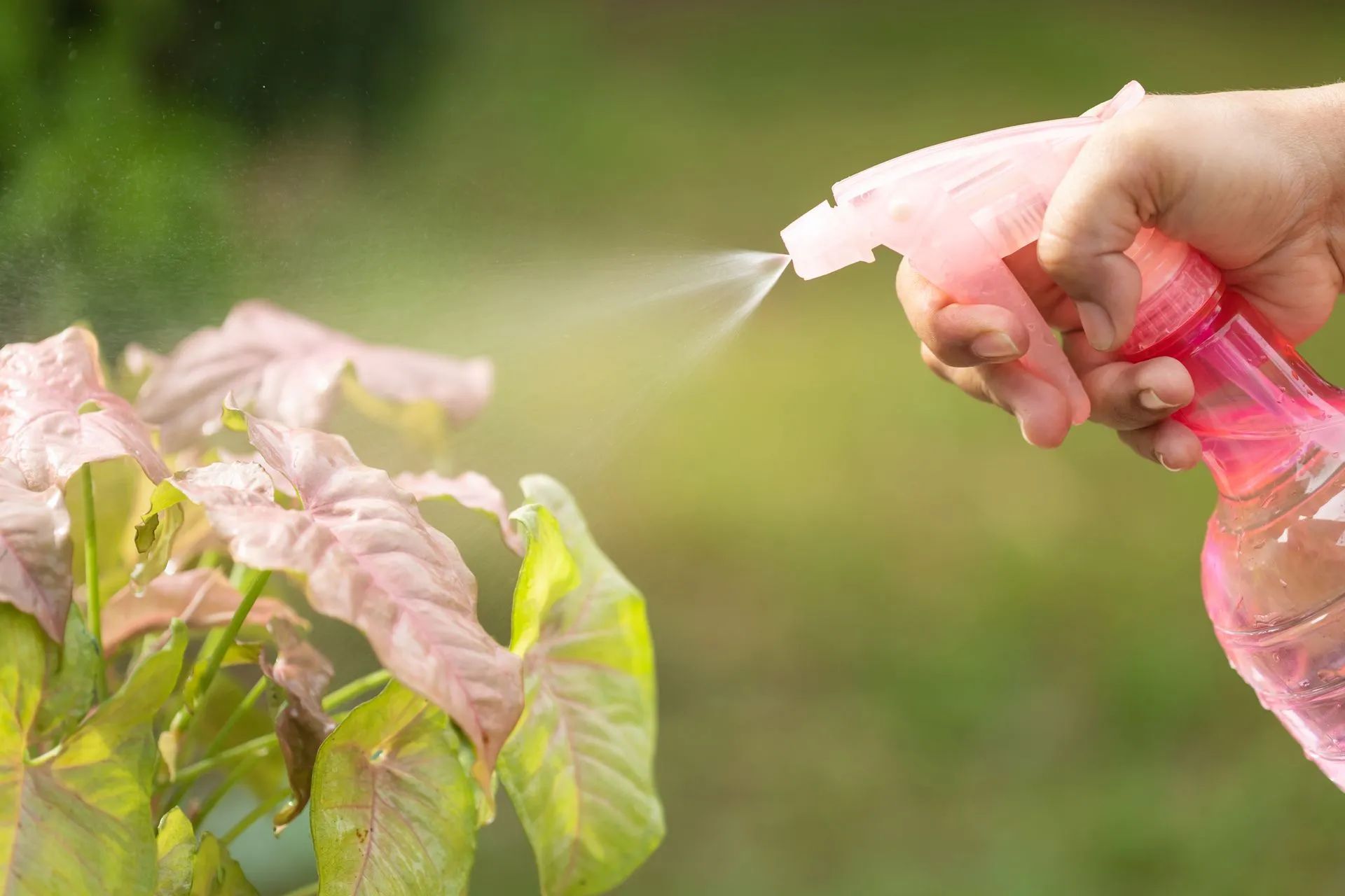 A person is spraying a plant with a spray bottle.