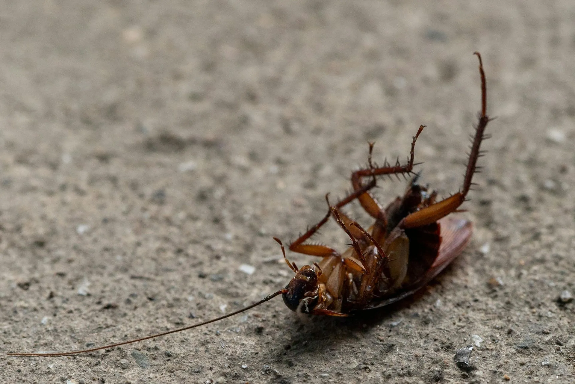 professional pest inspection in Keene, NH