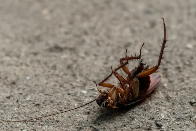 professional pest inspection in Keene, NH