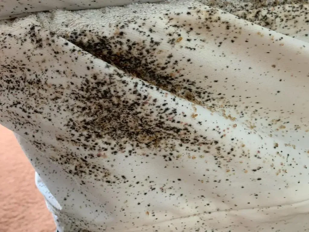 Bed Bugs on Bedsheet