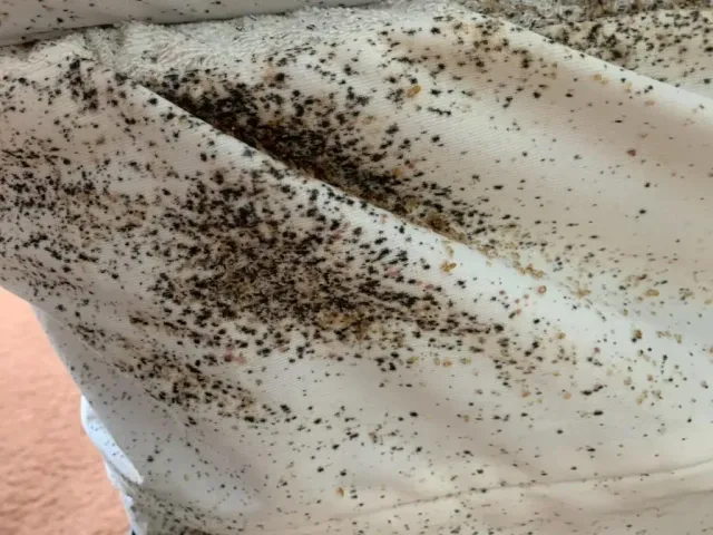 Bed Bugs on Bedsheet