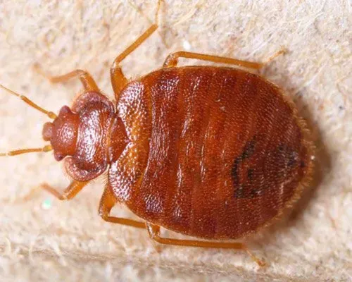 Bedbugs