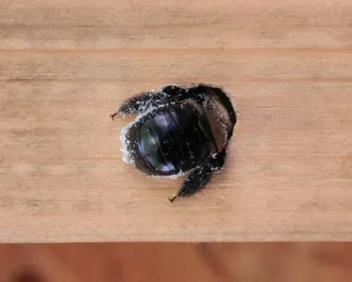 Carpenter Bees