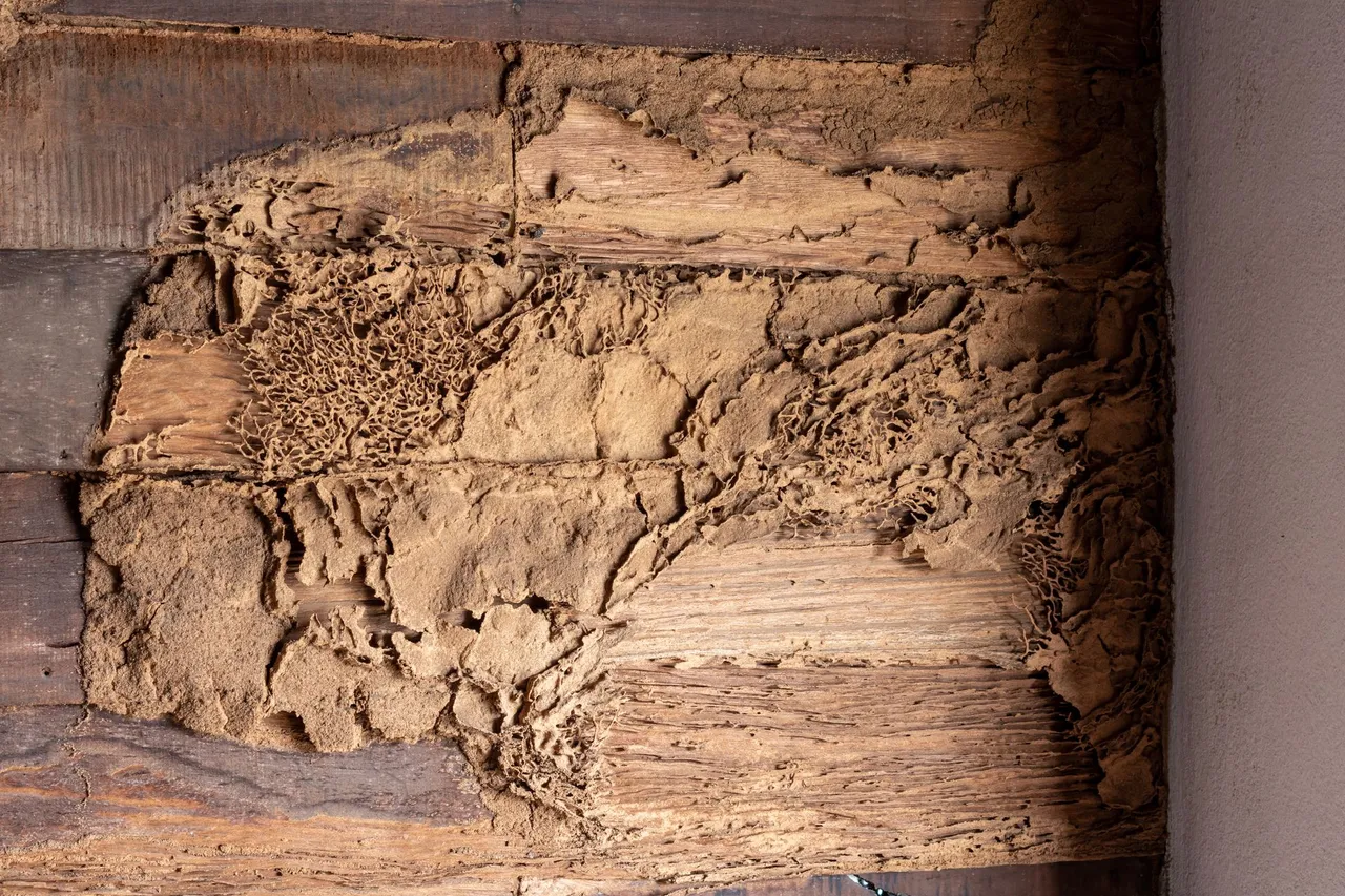 A close up of a piece of wood with termites eating it. A close up of a piece of wood with termites eating it.