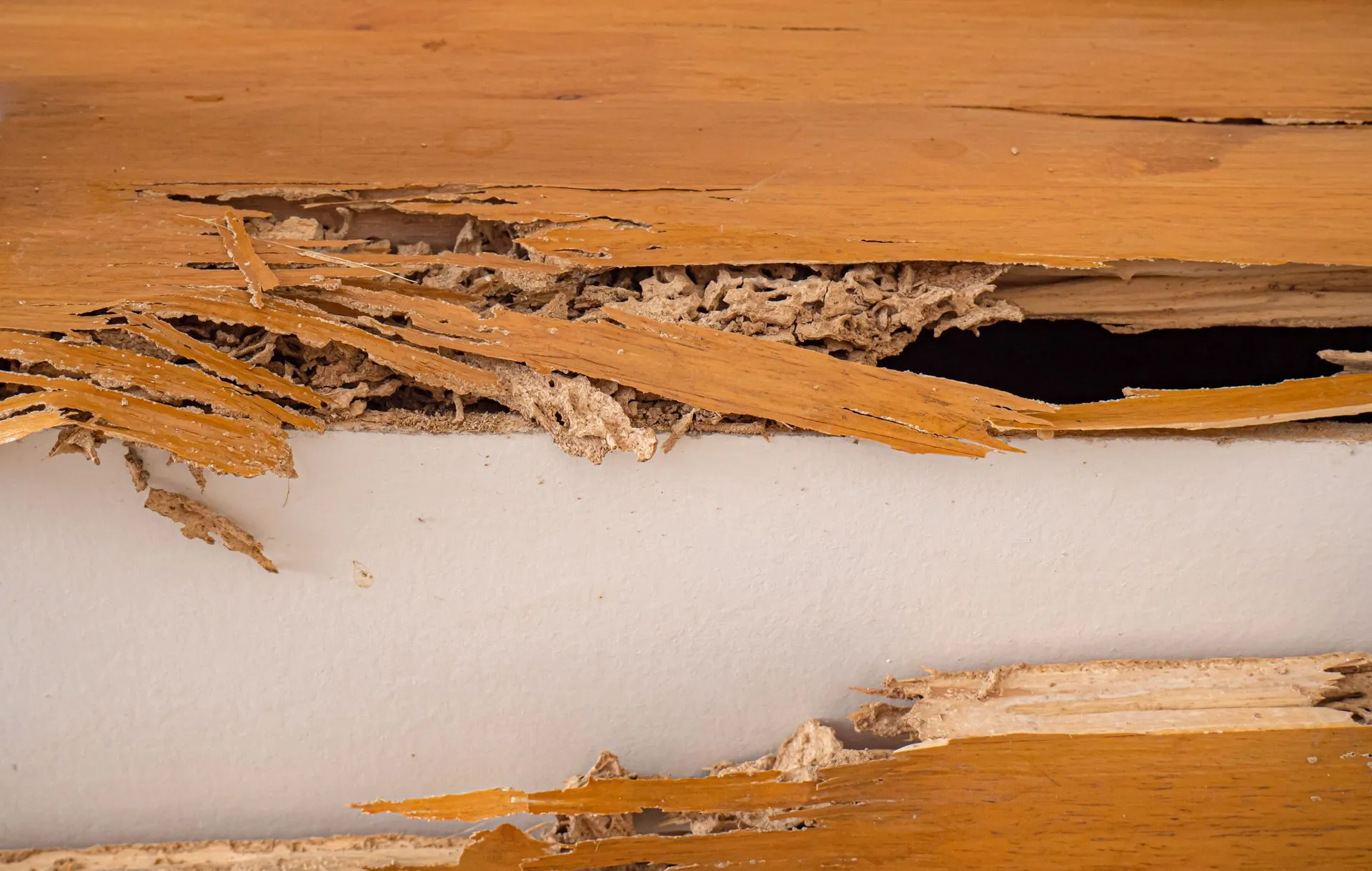 termite control services Ashuelot, NH