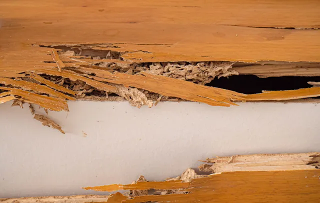 termite control services Ashuelot, NH