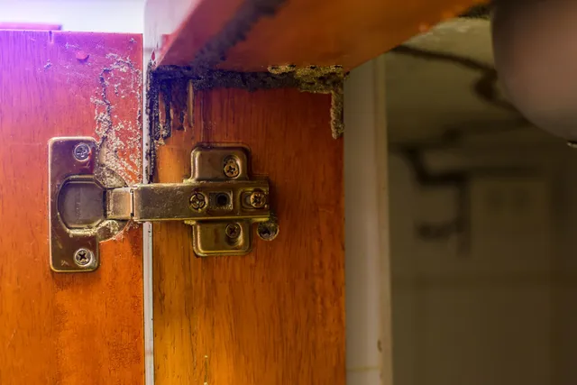 trusted termite treatment companies in New Hampshire