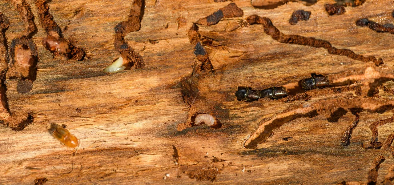 professional termite treatment services in Walpole, NH
